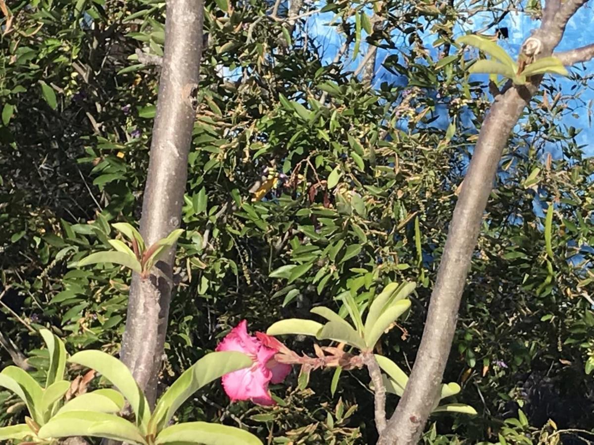Encanto Das Flores Praia de Pipa Экстерьер фото