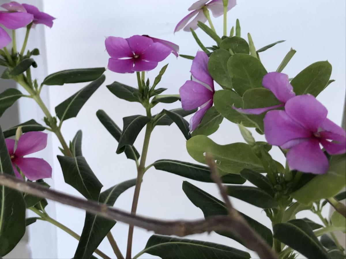 Encanto Das Flores Praia de Pipa Экстерьер фото